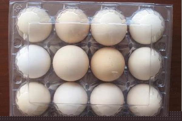 鸡蛋一打是什么生肖_做早操打一动物